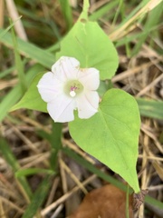 Ipomoea lacunosa