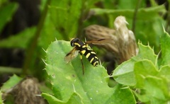 Xanthogramma pedissequum