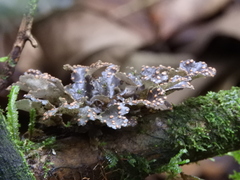 Lobariaceae