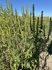 Ambrosia psilostachya