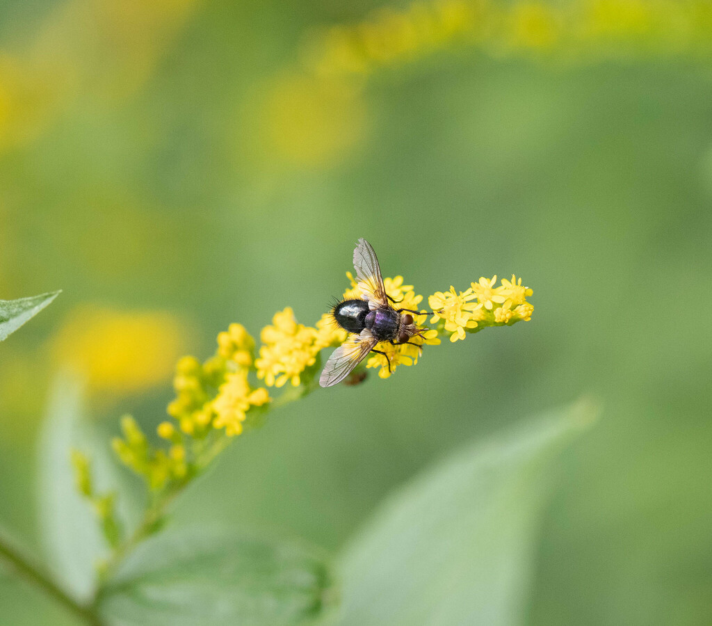 Archytas apicifer in August 2022 by grnmtn · iNaturalist
