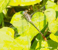 Stylurus plagiatus