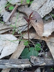 Cyrtostylis reniformis