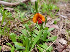 Isotropis cuneifolia