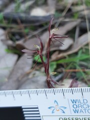 Cyrtostylis reniformis