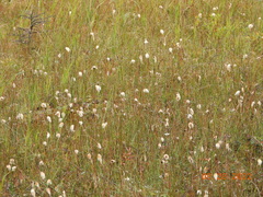 Eriophorum chamissonis