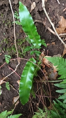 Asplenium scolopendrium