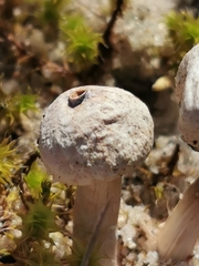 Tulostoma