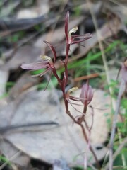 Cyrtostylis reniformis