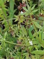 Galium rivale