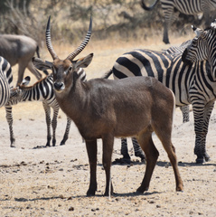 Kobus ellipsiprymnus