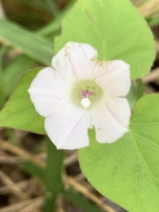 Ipomoea lacunosa