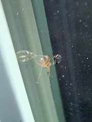 Delphinia picta