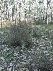 Cyrtostylis reniformis