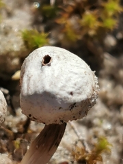 Tulostoma