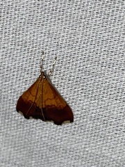Pyrausta bicoloralis