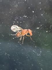 Delphinia picta