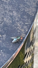 Chrysomya megacephala