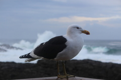 Larus dominicanus vetula