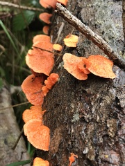 Trametes coccinea