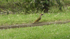 Picus viridis