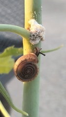 Polygyra