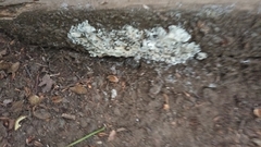 Kretzschmaria deusta