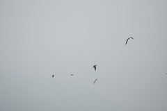 Onychoprion anaethetus