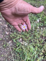 Cosmos parviflorus