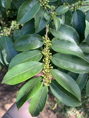 Casearia sylvestris