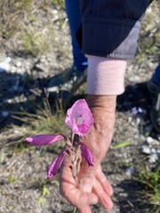 Gladiolus hirsutus