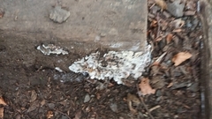 Kretzschmaria deusta