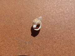 Tritia reticulata