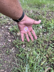 Cosmos parviflorus