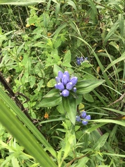 Gentiana