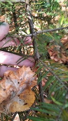 Abies sibirica