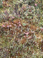 Sphagnum fuscum
