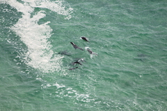 Arctocephalus pusillus pusillus