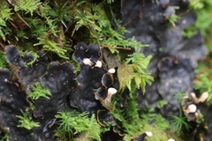 Peltigerales