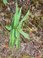 Maianthemum stellatum