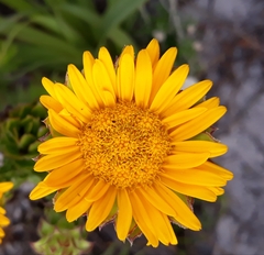 Oedera imbricata