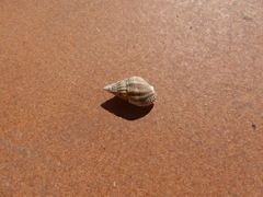 Tritia reticulata