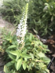 Veroniceae