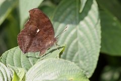 Junonia iphita