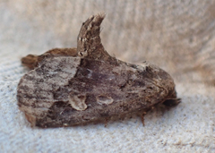 Homophoberia apicosa