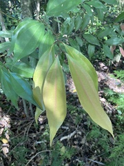 Cinnamomum