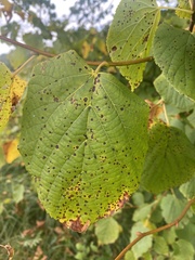 Tilia platyphyllos