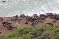 Arctocephalus pusillus pusillus