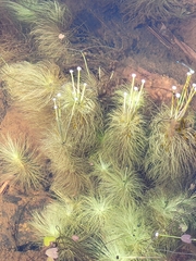 Eriocaulaceae