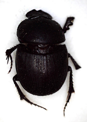 Hamonthophagus depressus